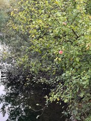 Fototapeta premium A contrasting red winter apple growing on a tree above a river in summer