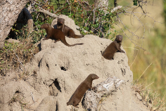 S&uuml;dliche Zwergmanguste auf Termitenh&uuml;gel / Dwarf mongoose at Termit's nest / Helogale parvula