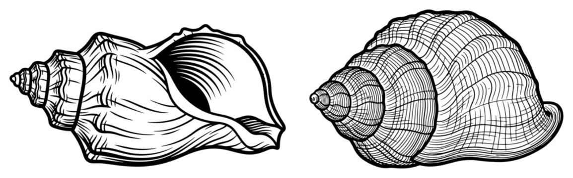Sacred conch shell shankha used in hindu rituals in detailed vintage engraving style