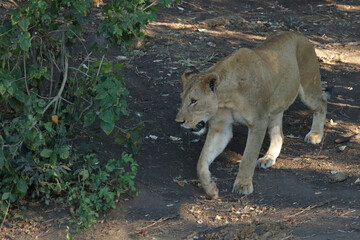 Fototapeta premium Afrikanischer Löwe / African lion / Panthera leo