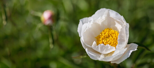 White peony flower with bright yellow center soft green blurred background natural sunlight spring garden elegant floral macro © svittlana