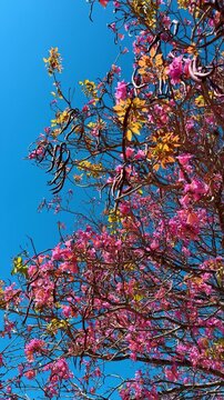 Pink trumpet tree flowers against clear blue sky background. Vibrant pink flowers and seed pods on tree branches under a bright blue sky in Orlando, Florida.