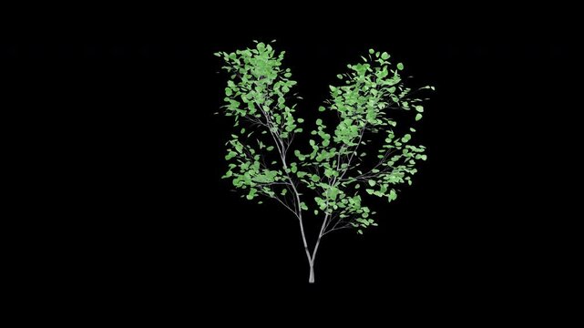 Quaking aspen sapling tree swaying in wind isolated on transparent background with alpha channel 4K