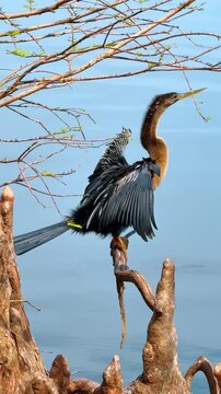 Anhinga bird perched on cypress tree drying wings Orlando. Close up of water bird with wings spread over blue water in Florida Lake Eola park