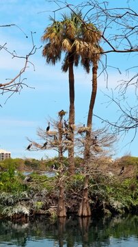 Colony of water birds nesting in trees Lake Eola. Multiple anhingas and nests in cypress trees with palm trees and plane in Florida sky