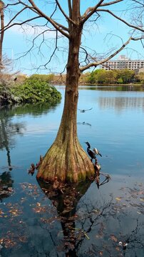 Anhinga bird on cypress tree at Lake Eola Orlando. Lone bird perched on flared cypress trunk in calm water with city buildings in background