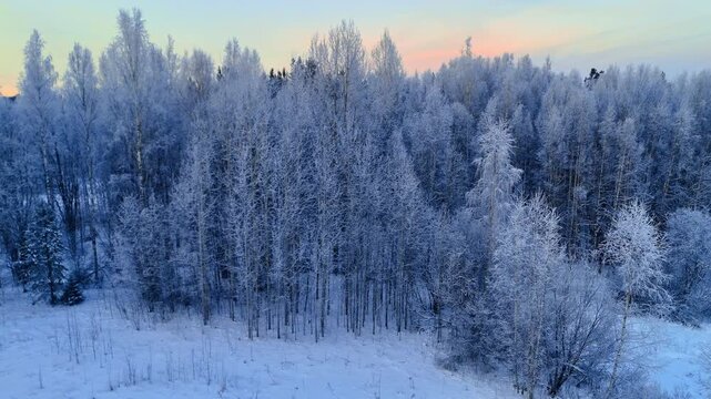Frosty birch trees against pink sunset sky in winter. Close view of frost-covered branches of trees during a vibrant winter sunset in Lapland.