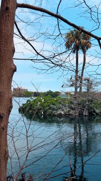 Cormorants nesting on cypress trees in urban lake park. Group of black cormorant birds building nests in bald cypress trees on a lake island with city background.