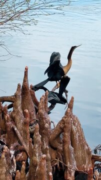 Anhinga bird perched on cypress knees by lake water. Close up of an anhinga bird sitting on brown cypress tree roots or knees at the water edge in Florida.