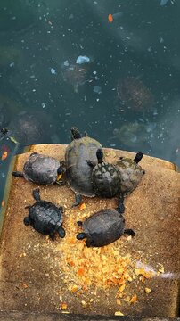 Turtles gathered on concrete ledge near lake water. A group of various sized turtles resting on a stone platform with food crumbs near the water in a park.