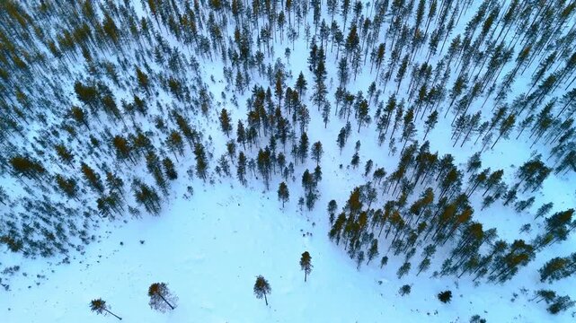 Top down aerial view of snowy pine forest in Lapland. High angle aerial perspective of evergreen trees scattered across a snowy landscape in Lapland during winter.