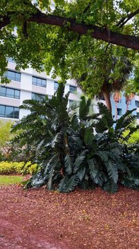 Strelitzia nicolai plant growing near modern building in Orlando. Large Giant White Bird of Paradise plant with dark green leaves in front of a modern residential building.