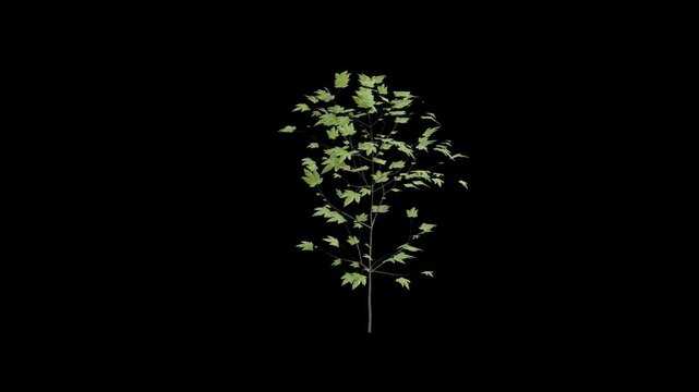 Sycamore maple sapling tree swaying in wind isolated on transparent background with alpha channel 4K