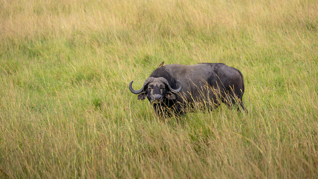 Afrikanischer B&uuml;ffel starrt in die Kamera &ndash; Cape Buffalo, Big Five, Safari Wildlife Portr&auml;t, Gef&auml;hrliches Wildtier und St&auml;rke der Natur