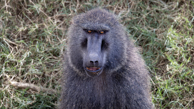 Portr&auml;t eines Pavians in der Wildnis &ndash; Affe, Primat, Safari Wildlife, Mimik und Gesichtsausdruck, Tierverhalten in afrikanischem Nationalpark