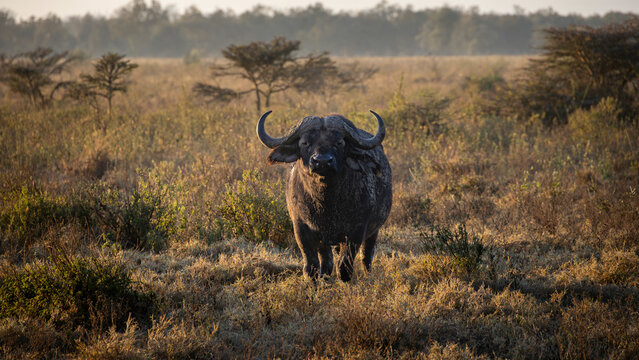 Afrikanischer B&uuml;ffel im Schlammloch zur Abk&uuml;hlung &ndash; Wildlife Verhalten, Safari Naturerlebnis, Cape Buffalo im Matsch, Hitze und &Uuml;berleben in Afrika