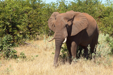 Fototapeta premium Afrikanischer Elefant / African elephant / Loxodonta africana