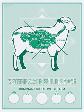 Veterinary infographic showing the ruminant digestive system of a sheep. Detailed vector anatomy of rumen, reticulum, omasum, and abomasum in a clean green and teal scientific style.