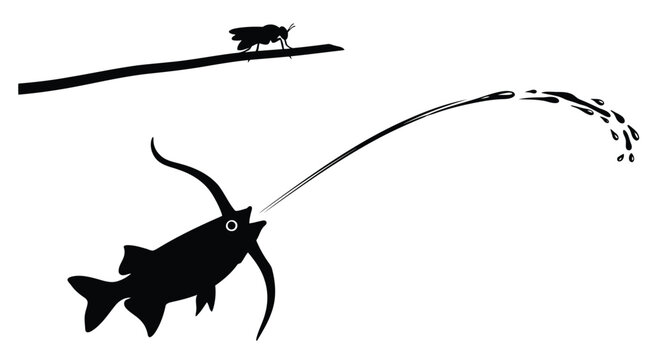 Archer fish spitting water to knock down insect black and white vector