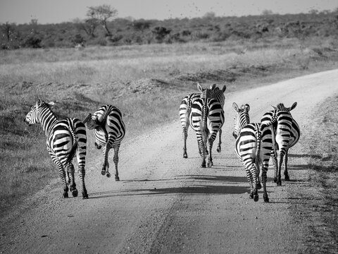 Schwarz-Wei&szlig; Aufnahme einer Zebraherde auf staubiger Stra&szlig;e