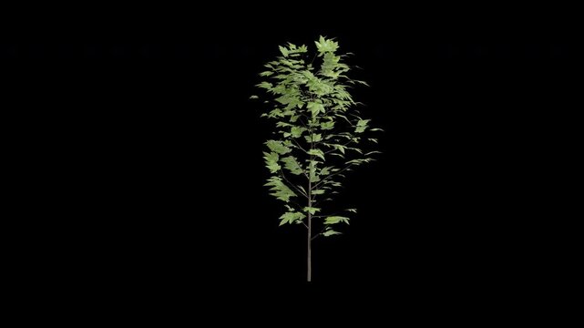 Hornbeam hedge plant swaying in wind isolated on transparent background with alpha channel 4K