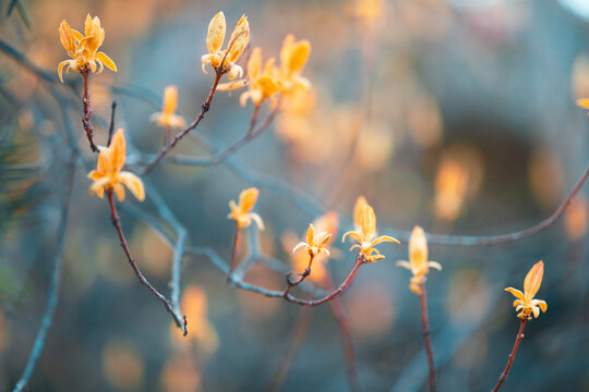 Delicate yellow spring blossoms on thin branches glowing in warm sunset light with soft bokeh background. Natural outdoor scene with gentle colors and shallow depth of field.