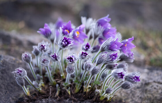 Cluster of delicate purple pasque flowers (pulsatilla) growing among rocks in early spring. Soft fuzzy stems and buds with vibrant violet petals captured in natural light and shallow depth of field.