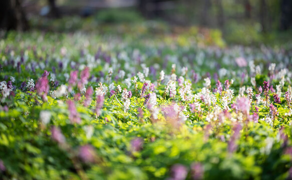 Blooming spring wildflowers in a sunlit meadow with soft focus and natural bokeh. Fresh green foliage and delicate pink and white blossoms create a calm, peaceful atmosphere. Minimal processing
.