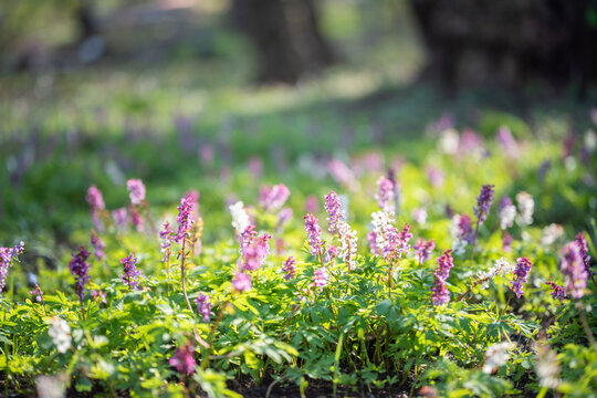 Blooming spring wildflowers in a sunlit meadow with soft focus and natural bokeh. Fresh green foliage and delicate pink and white blossoms create a calm, peaceful atmosphere. Minimal processing.
