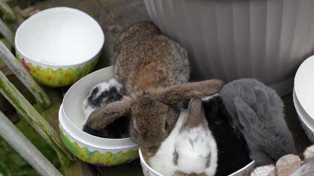 Easter eggs and rabbits