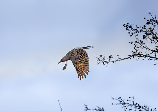 A colorful northern flicker " Colaptes auratus " flys out of a tree.