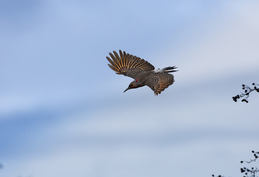 A colorful northern flicker " Colaptes auratus " flys out of a tree.