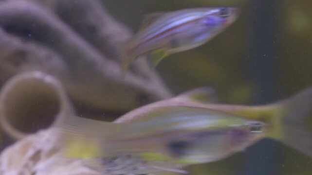Swordtail fish (Xiphophorus hellerii) swimming inside aquarium, showing elongated tail and active movement in clear freshwater environment.