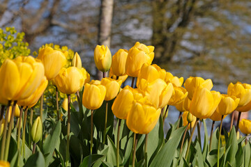 Obraz premium Yellow tulipa, tulip ‘golden oxford’ in flower.