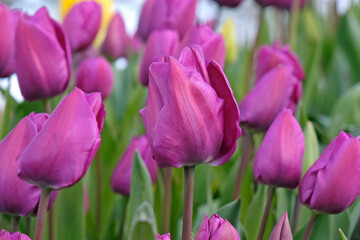 Obraz premium Purple tulipa, tulip ‘negrita’ in flower.