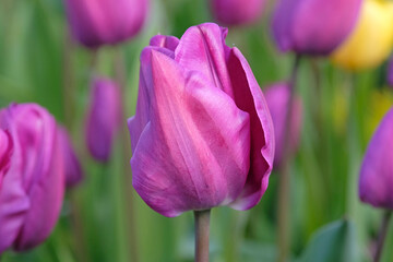 Fototapeta premium Purple tulipa, tulip ‘negrita’ in flower.