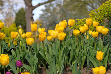 Obraz premium Yellow tulipa, tulip ‘golden oxford’ in flower.