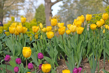 Obraz premium Yellow tulipa, tulip ‘golden oxford’ in flower.