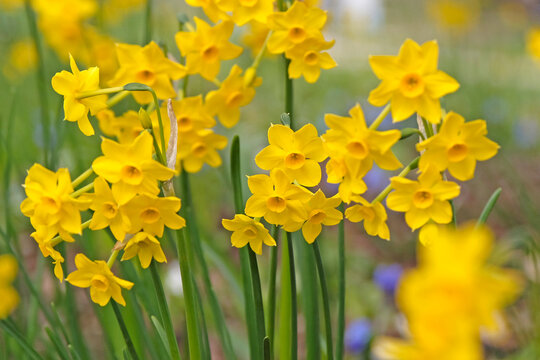 Dainty yellow Narcissus &lsquo;Baby Boomer&rsquo; jonquil daffodils in flower.