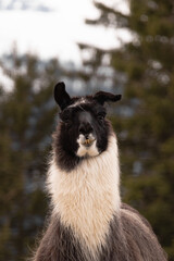 Naklejka premium Close-up portrait of a llama with soft fur and expressive face, captured outdoors with blurred natural background. Warm tones and shallow depth of field create a calm, rustic atmosphere.