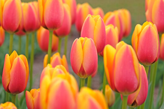 Red and yellow tulipa, tulip &lsquo;world peace&rsquo; in flower.