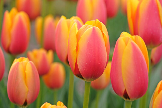 Red and yellow tulipa, tulip &lsquo;world peace&rsquo; in flower.