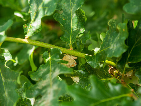 Purple Hairstreak Butterfly on an Oak Tree