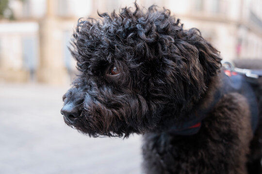 Primer plano de un caniche de pelo rizado negro