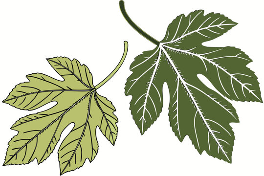 green leaves isolated on white