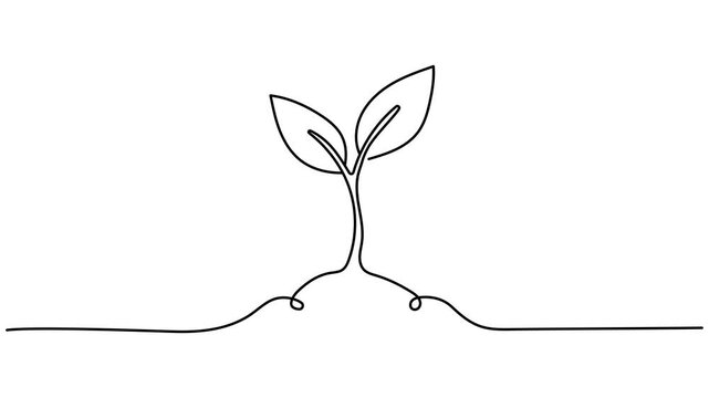 Sprout in the ground. One line drawing animation with alpha channel, Animated self drawing of continuous line draw of step of grow plant. Seeds sprout in ground. Seedling gardening plants, sprouts.
