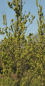Orme cultivar 'Columella' (Ulmus carpinifolia) Arbuste au port colonnaire et &eacute;troit, rameaux dress&eacute;s portant des grappes de fruits en samares aplaties et circulaires vert p&acirc;le, tr&egrave;s decoratifs
