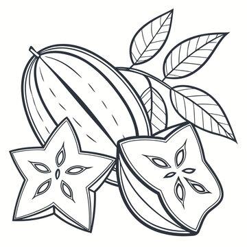 starfruit vector