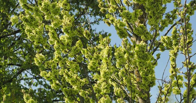 Orme &agrave; feuilles de charme (Ulmus carpinifolia 'Columella'), couvert de grappes de fruits en samares vert p&acirc;le, circulaires le long de rameaux dress&eacute;s se balan&ccedil;ant l&eacute;g&egrave;rement dans le vent  