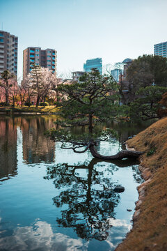 Japanese Pine Tree Reflecting in Pond with Cityscape and Cherry Blossoms